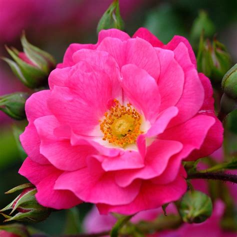 Buy Rose Flower Carpet Pink Ground Cover Rose Rosa Pink Flower