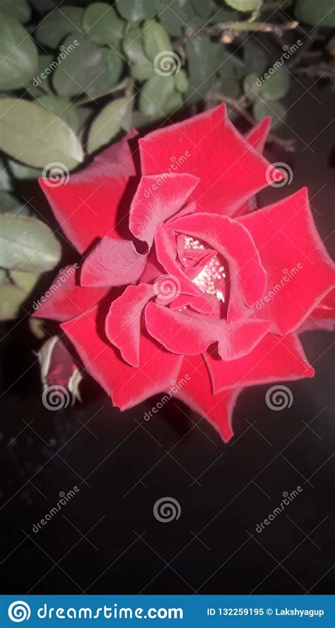 This Is The Photo Of Red Rose Looking Beautiful It Is Very Beautiful