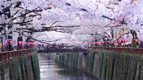 Meguro River The Best Hanami Cherry Blossom Spot In Tokyo Japanist