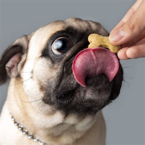 Treat For Pug Cropped Kooky Pugs