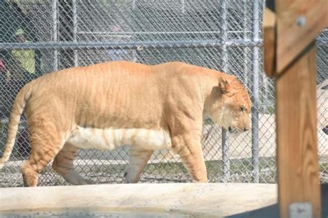 Durable, attractive, & options for every budget. The 1100 lb. Liger, cross between male lion and female ...
