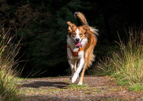 Tegan Welsh Sheepdog At 8 Months Running In Forests Of Wales Welsh