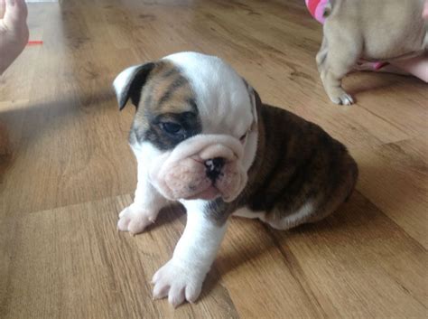Euro puppy mini english bulldogs. British bulldog puppies for sale | Portsmouth, Hampshire ...