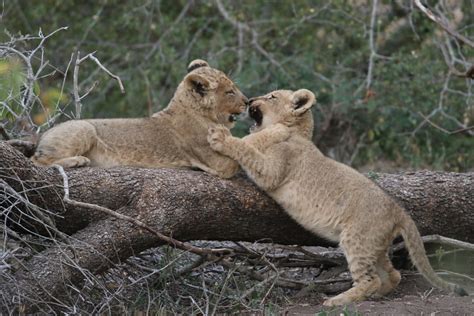 Lion Cubs Play Fighting Thornybush South Africa Roger