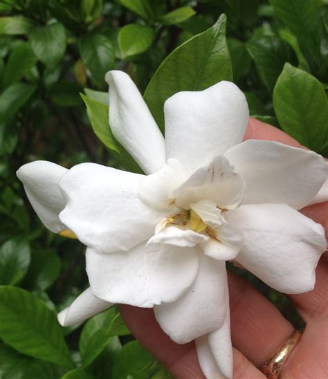 Cape Jasmine Gardenia The Blooming Signifies The Beginning Of Summer