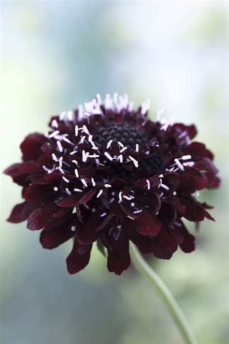 Scabiosa Atropurpurea Black Knight Seeds £225 From Chiltern Seeds