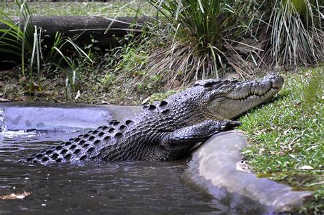 Australia Zoo Moves The Croc Zoo Australia Crocodiles
