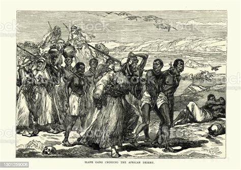 Transsaharan Slave Trade Slaves Forced To Cross Desert 19th Century