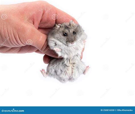 Cute Gray Djungarian Hamster In Male Hand Stock Photo Image Of