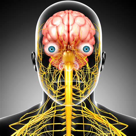 Nervous System Nervous System Projects Brain Models H Vrogue Co