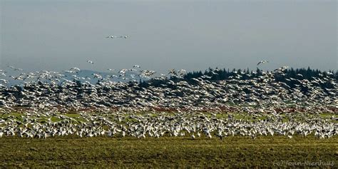 Pacific Northwest Photography Snow Geese In Skagit Valley