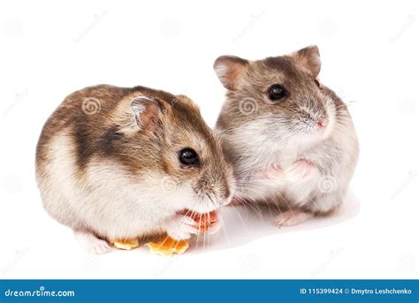 Hamster Auf Weißem Hintergrund Hamster Essen Trockenes Lebensmittel