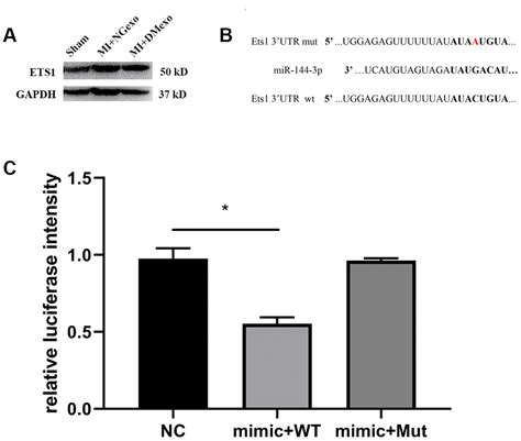 circulating exosomal mir 144 3p inhibits the mobilization of endothelial progenitor cells post