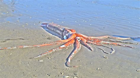 Giant Squids Found