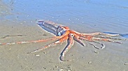 Stunningly Intact Giant Squid Washes Ashore In South Africa - Science ...