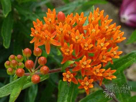 By patricia oelze (pattyoelze) july 21, 2020. Drought Tolerant Perennials | Perennial Guru