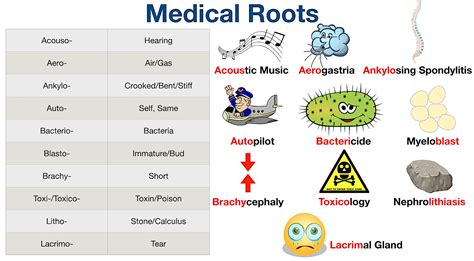 Medical Terminology List Root Word Prefix Suffix 50 Off