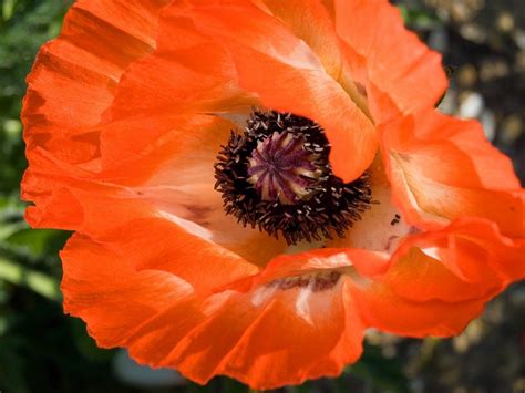 Planting Poppies: How To Grow Poppies