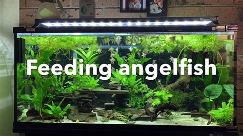 Feeding Angelfish Youtube