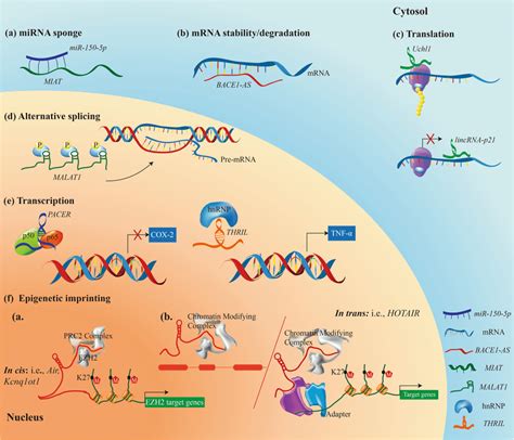 lncrnas exert functions through a variety of signaling pathways in the download scientific
