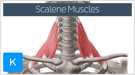 Scalene Muscles Of The Neck Human Anatomy Kenhub Youtube