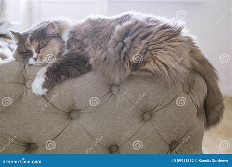 Cat Sleeping On The Couch Stock Photo Image Of Furry 59984852