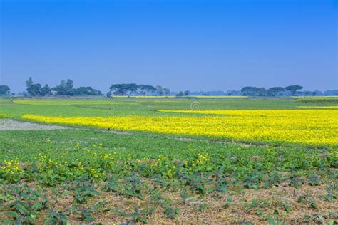 Mustard Flower Field Is Full Blooming Stock Photo Image Of Nubra