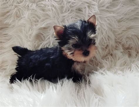 Yorkshire Terrier, Yorkie Puppies for free, Dogs, for Sale, Price