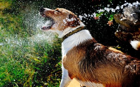 2560x1600 Dog Muzzle Spray Water Splash Wallpaper