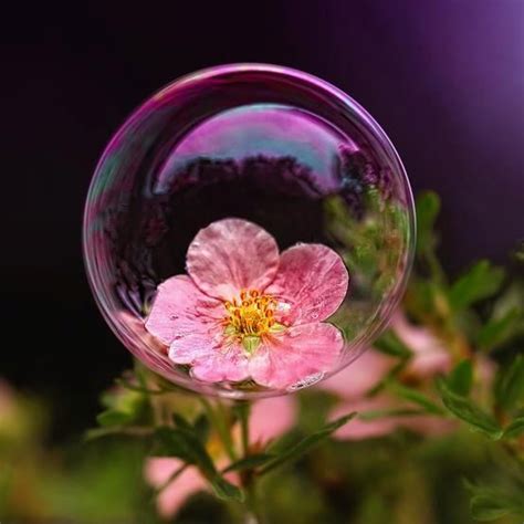Bubble Flower Macro Photography Flowers Photography Creative