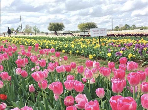 Popular Dfw Area Tourist Attraction Soon Will Bloom For Central Texas