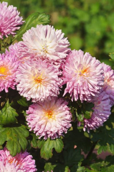 How To Save Mums Simple Secrets To Overwinter Your Hardy Mums