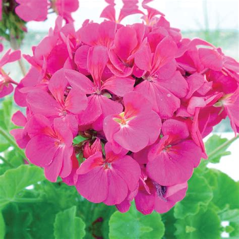 Geranium Maverick Pink Seeds Heavy Bright Flowering Hybrid Cultivar Ebay