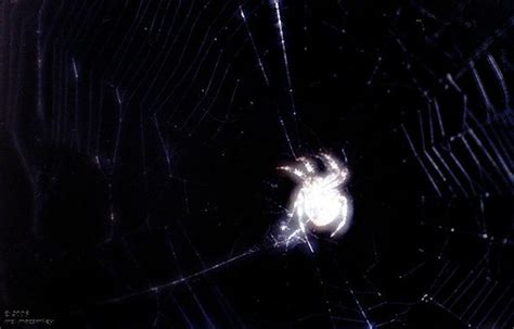 Glowing Spider Radioactive Genetically Engineered No Wor Flickr