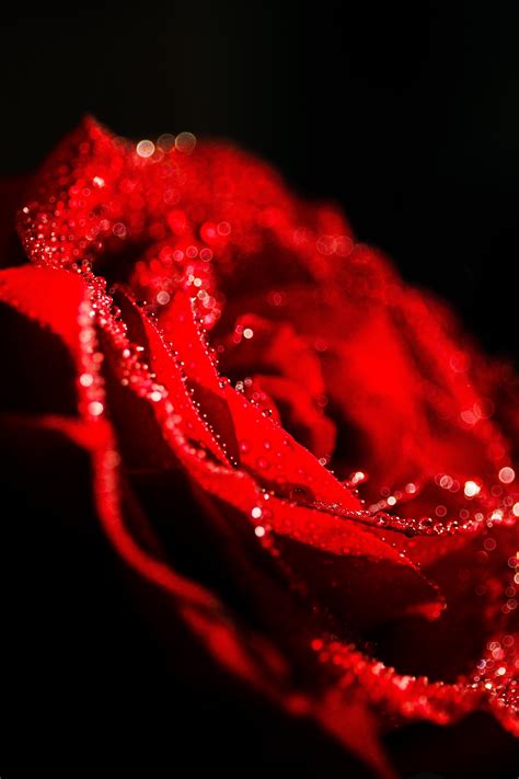 Free Photo Fresh Rose Drop Droplet Flower Free Download Jooinn