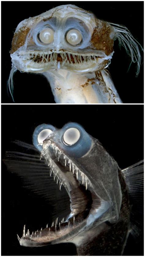 Meet The Deep Sea Telescope Fish Called Charles Deep Sea Creatures Weird Sea Creatures