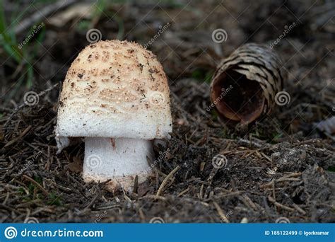 Wild Agaric Mushroom Amanita Rubescens Growing In The Needles In The
