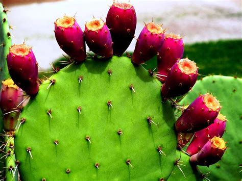 It is also used to craft first aid kits. Prickly Pear/Tuna Plant