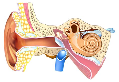 Fisiología Del Oído — Mejor Con Salud