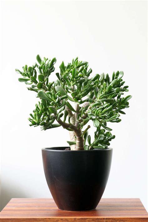 14 Hardy Houseplants That Will Survive The Winter Real Simple
