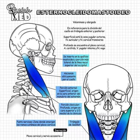 Sketch Med Dra Paola Rios En Instagram ESTERNOCLEIDOMASTOIDEO Noche De Estudio