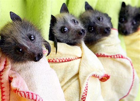 Baby Australian Fruit Bats Baby Animal Zoo