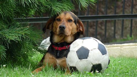 Dog Play Football By Magda99 On Deviantart