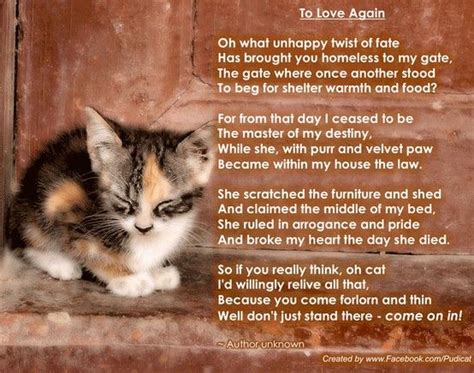 Pin By Lucy Garcia On Just Cats Cat Poems Pet Poems Dog Poems
