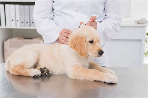 Why are some rabies vaccines good for one year while others last for three years? Dog Vaccinations | General Dog Health Care | Dogs | Guide ...