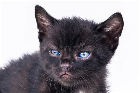 Adorable Black Kitten With Blue Eyes Standing Isolated Stock Image