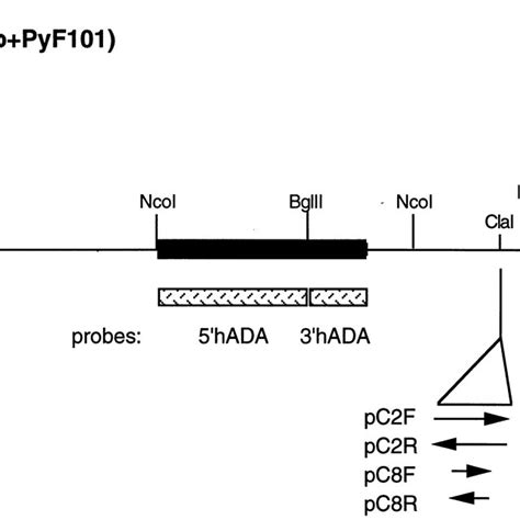 Ada And Pnp Activities In Ada − Scid T Cell Pools Download Table