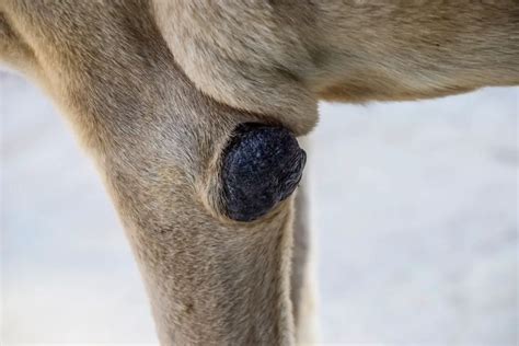 What Are Dog Elbow Calluses And How To Prevent Them