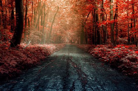 1920x1200 1920x1200 Road Trees Forest Wallpaper Coolwallpapersme