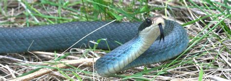 Read The Description Of The Blue Racer Snake Including The Appearance